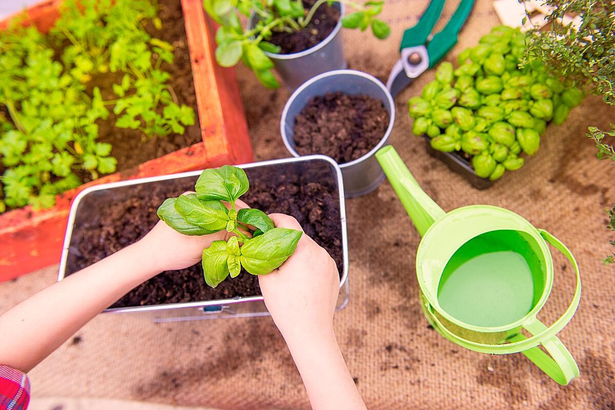 Growing herbs