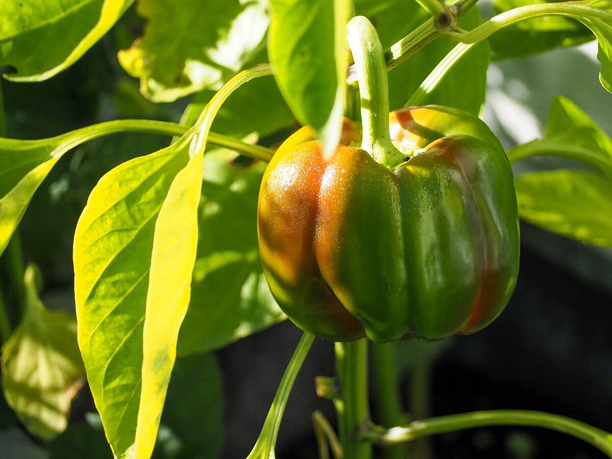 Growing peppers